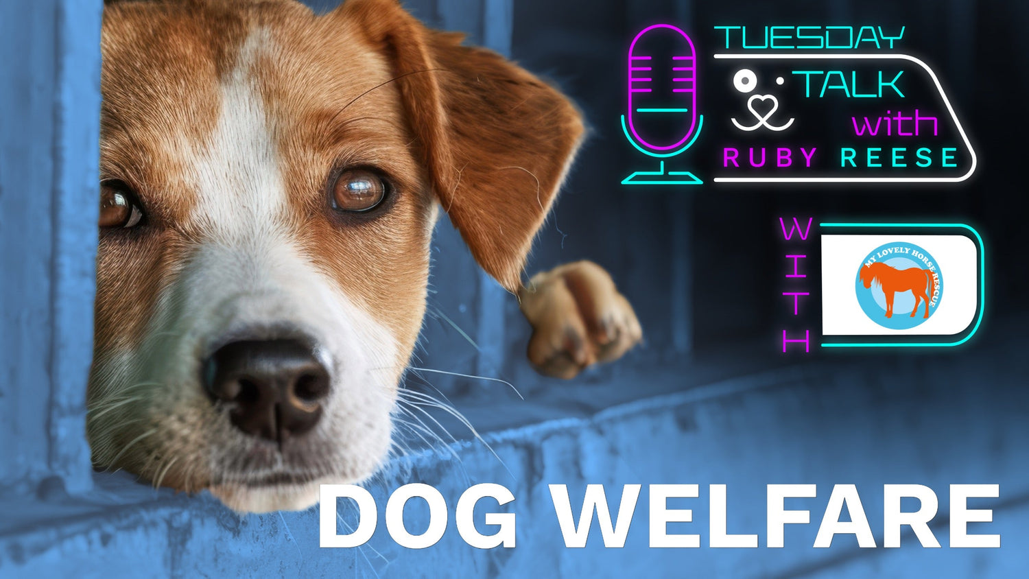 Dog Welfare
