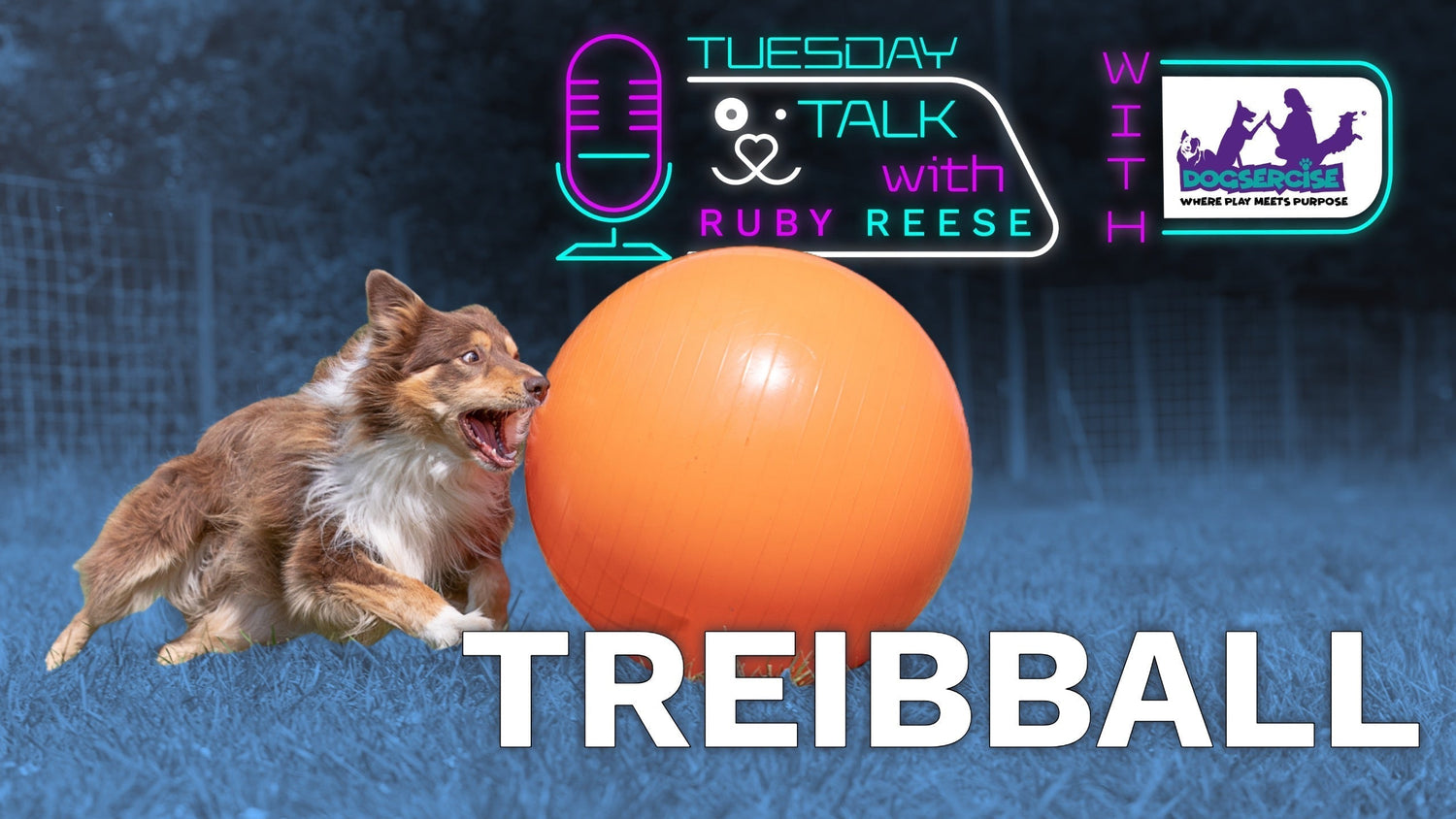 Exploring Treibball: A New Dog Sport in Ireland