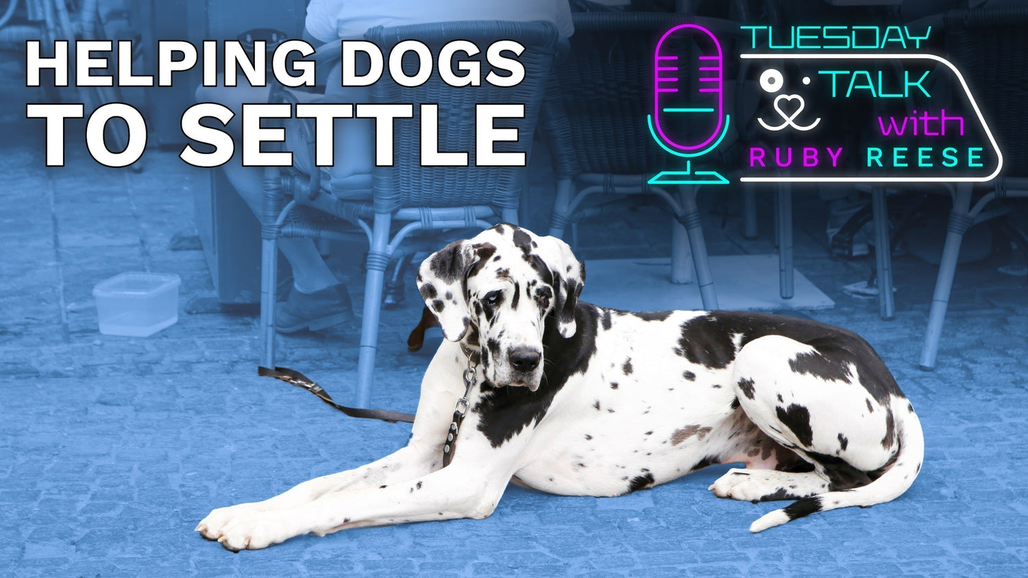 Helping dogs to settle