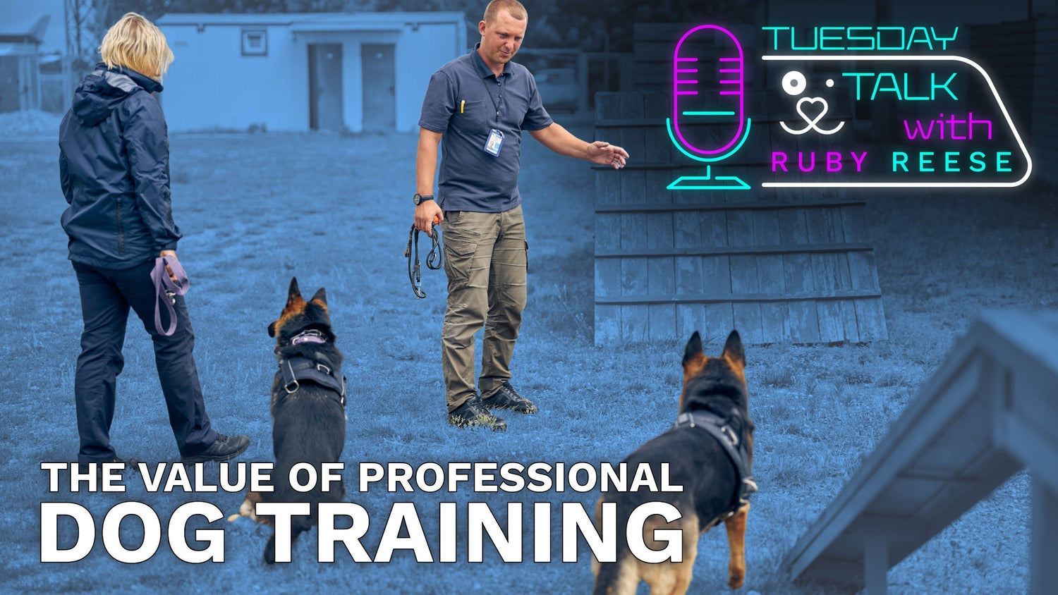 The Value of Professional Dog Training