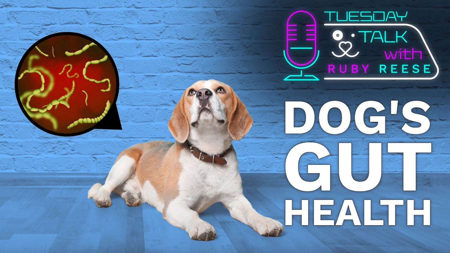 Dog's Gut Health