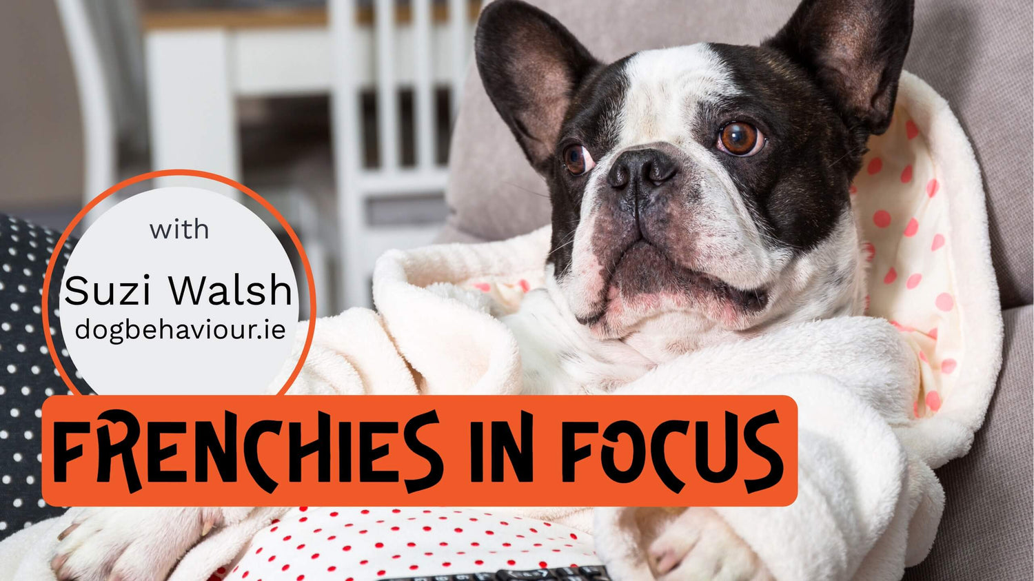 A French Bulldog wearing a bathrobe and lying on its back and a box with text “Frenchies in focus”