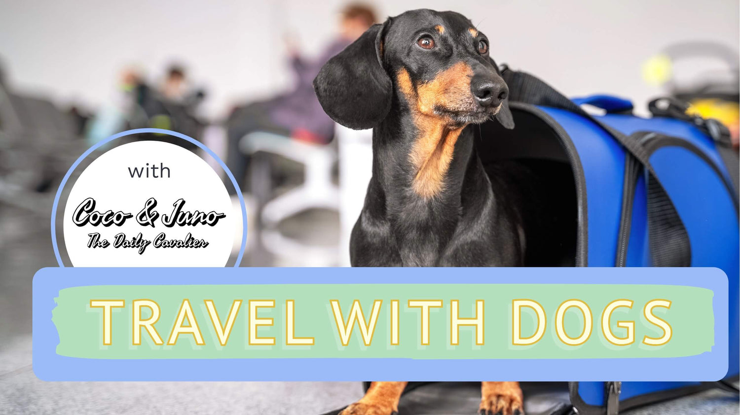 Dog looking out of an travel case with text