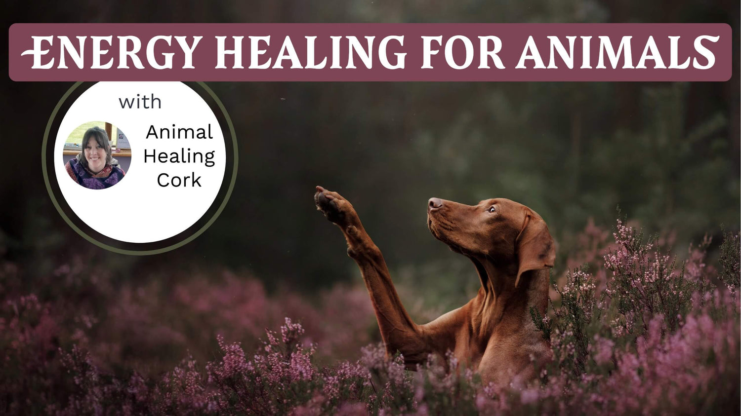 Energy Healing for Animals