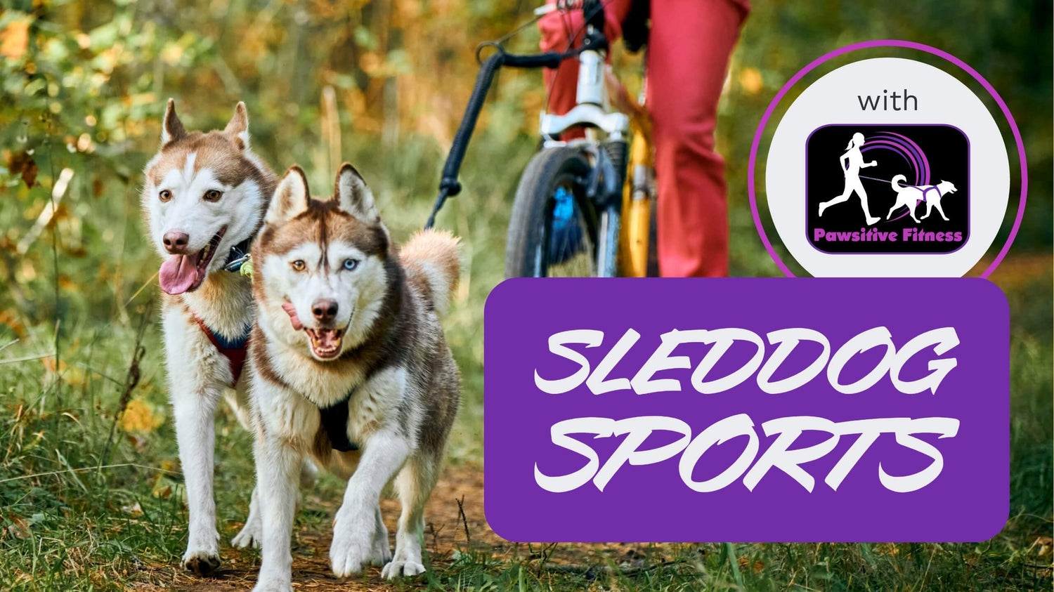 Two huskies pulling a human on a mountain bike trough the woods and a box with text “Sleddog sports”