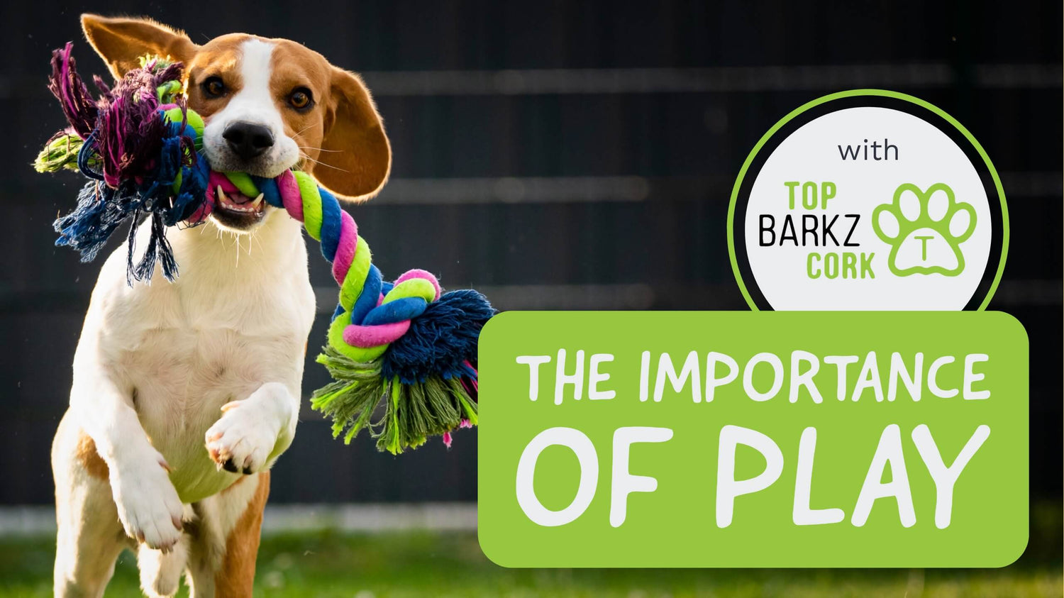A small dog running with a rope toy in his mouth and a box with text “The importance of play”