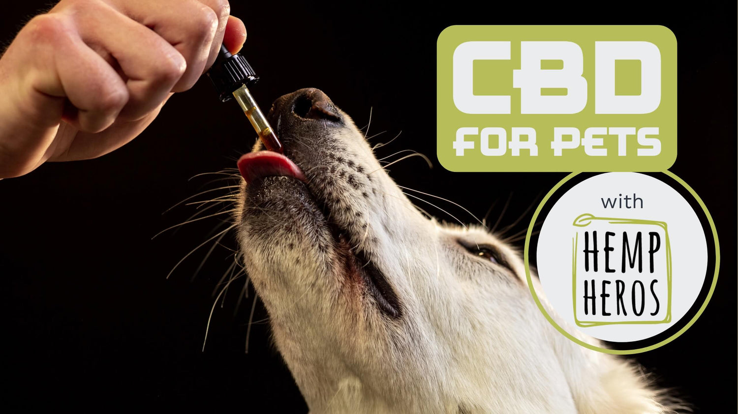 A human hand feeding a dark oil to a dog using a pipette and a box with text “CBD for dogs”