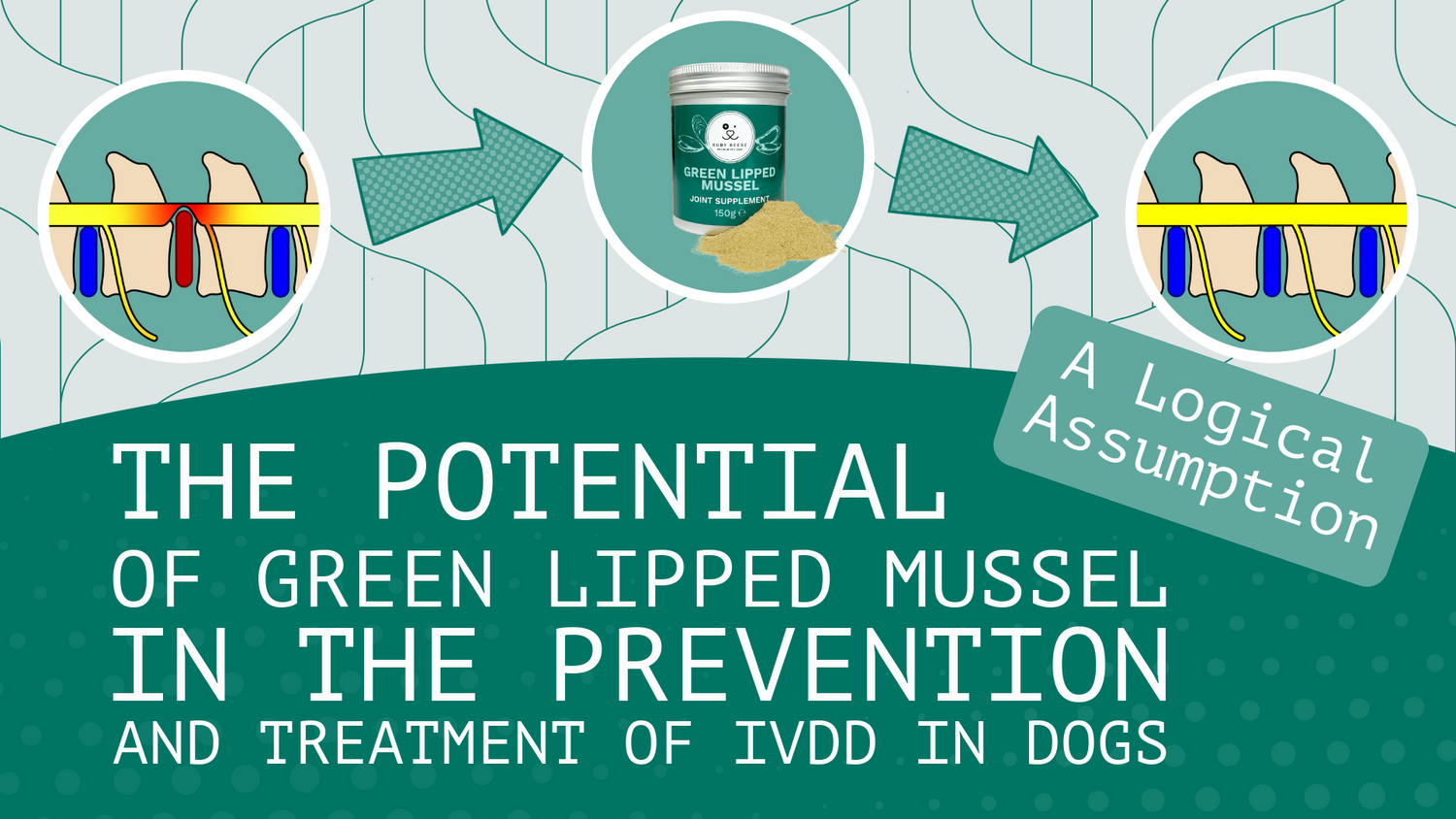 The Potential of Green Lipped Mussel in the Prevention and Treatment of IVDD in Dogs - A Logical Assumption