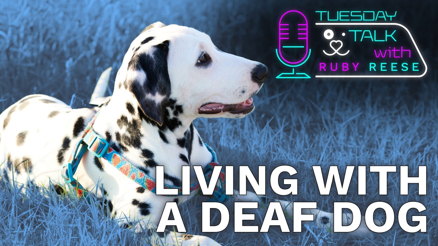 Living with a deaf dog