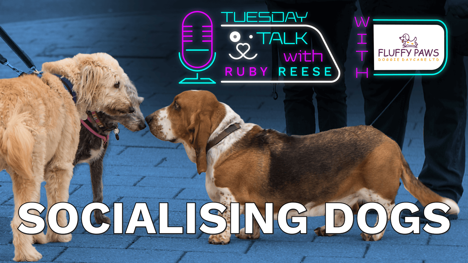 Socialising Dogs