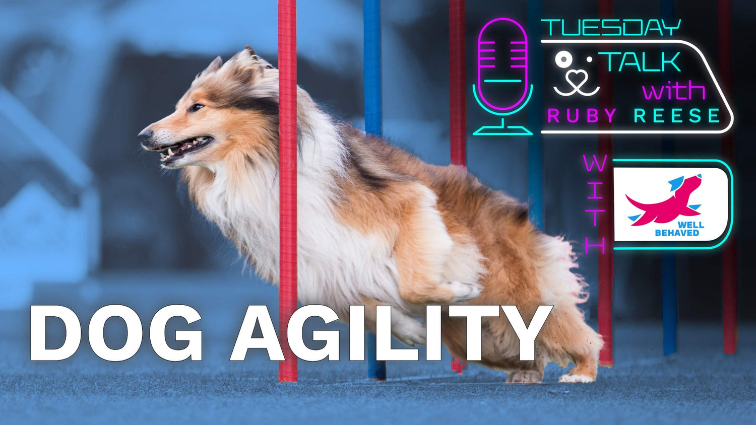 Dog Agility