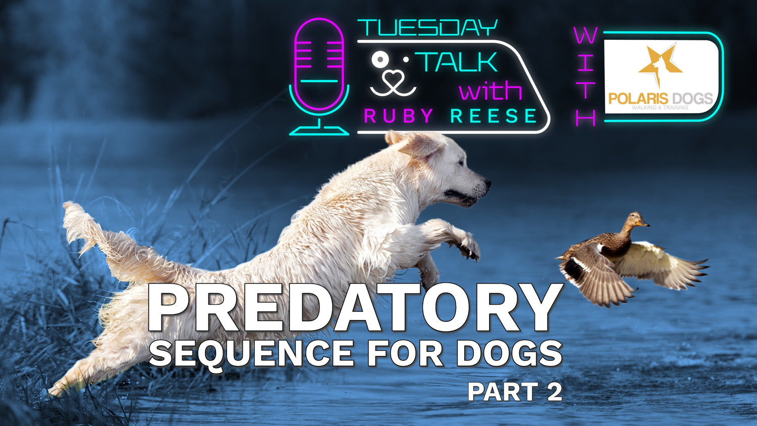 Predatory Sequence for Dogs Part 2