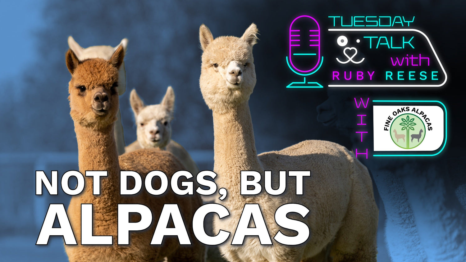 Not Dogs, but Alpacas