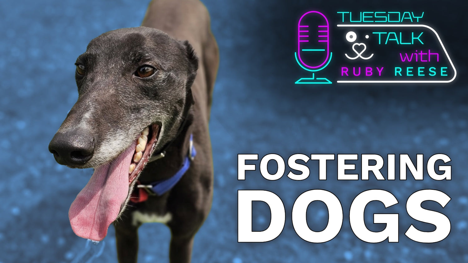 Fostering Dogs