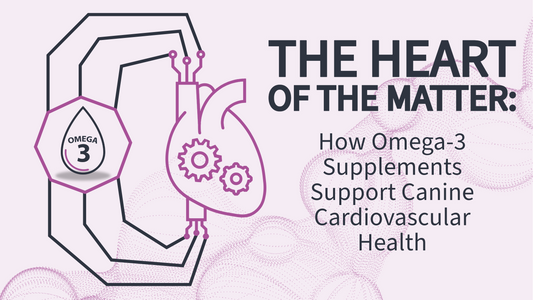 The Heart of the Matter: How Omega-3 Supplements Support Canine Cardiovascular Health