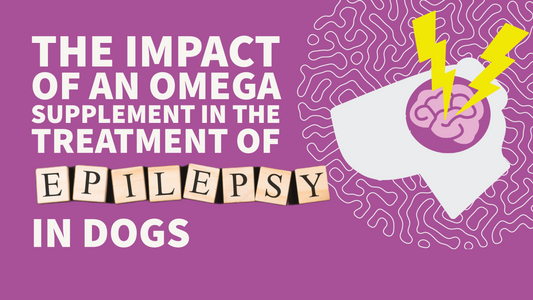 The Potential of Omega Supplements to Help Treat Epilepsy in Dogs