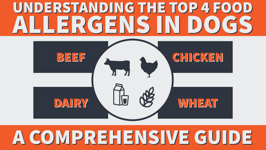 Understanding the Top 4 Food Allergens in Dogs: A Comprehensive Guide