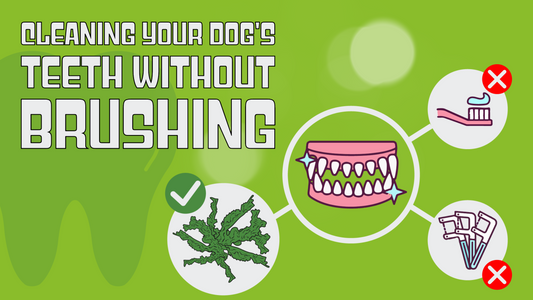 Cleaning Your Dog's Teeth Without Brushing