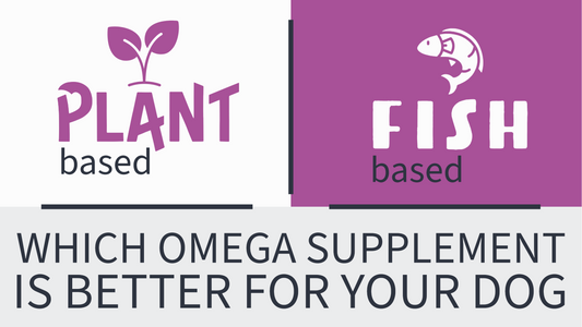 Fish Oil vs. Plant Oil: Which is Best for Your Dog's Health?