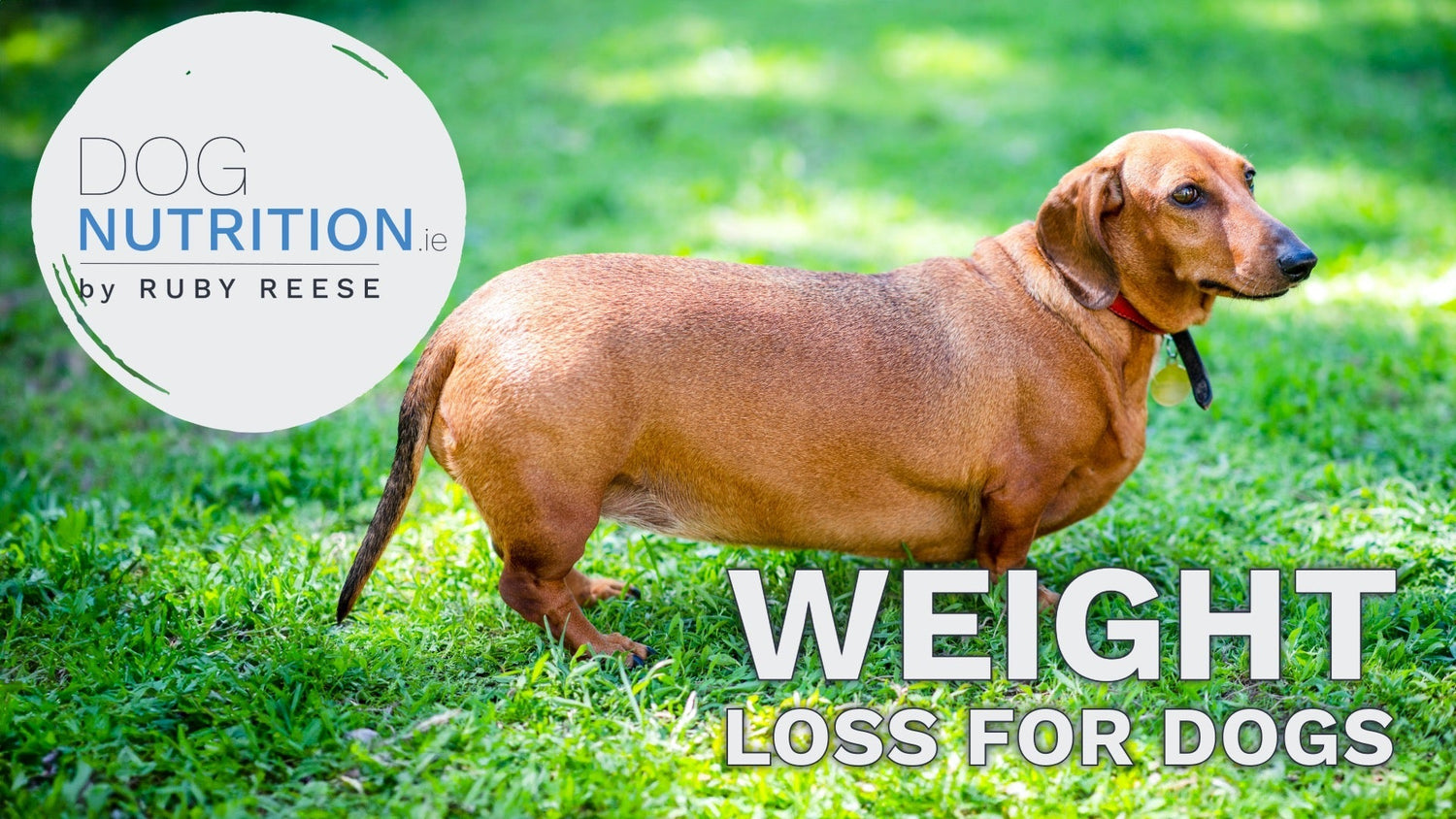 Weight Loss For Dogs - Getting Dogs in Shape the Healthy Way