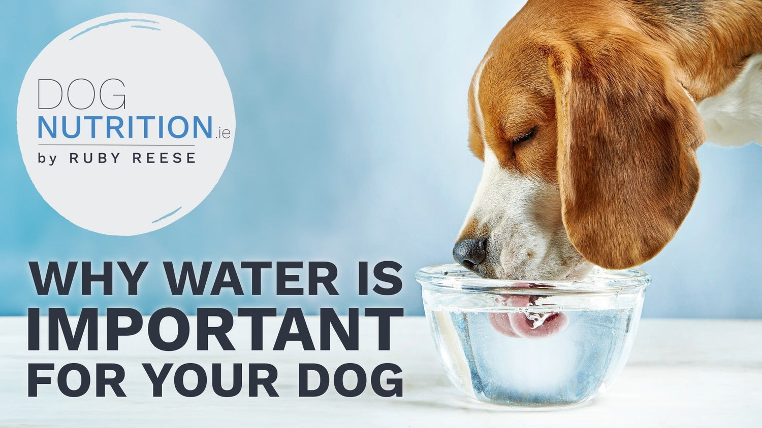 Why Water Is the Most Important Nutrient for Your Dog