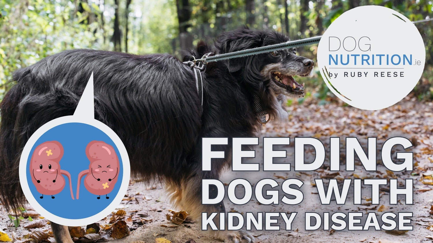 Feeding Dogs With Kidney Disease