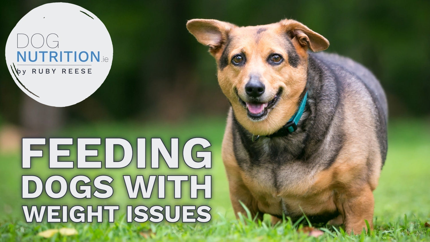 Feeding A Dog with Weight Issues