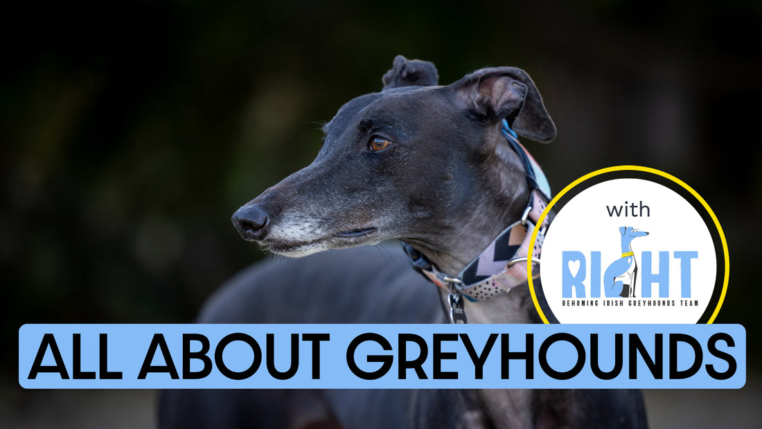 Header Tuesday Talk with Ruby Reese, Topic: All About Greyhounds, Guest: RIGHT (Rehoming Irish Greyhounds Team)