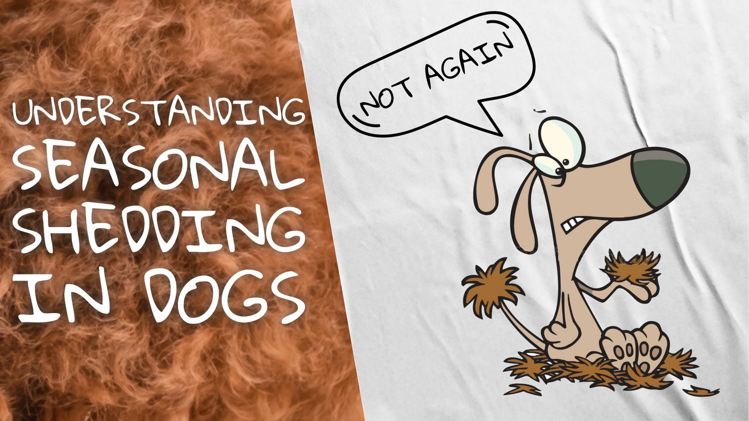 A cartoon of a dog holding his own hair in his paw and a box with text “Understanding Seasonal Shedding in Dogs”