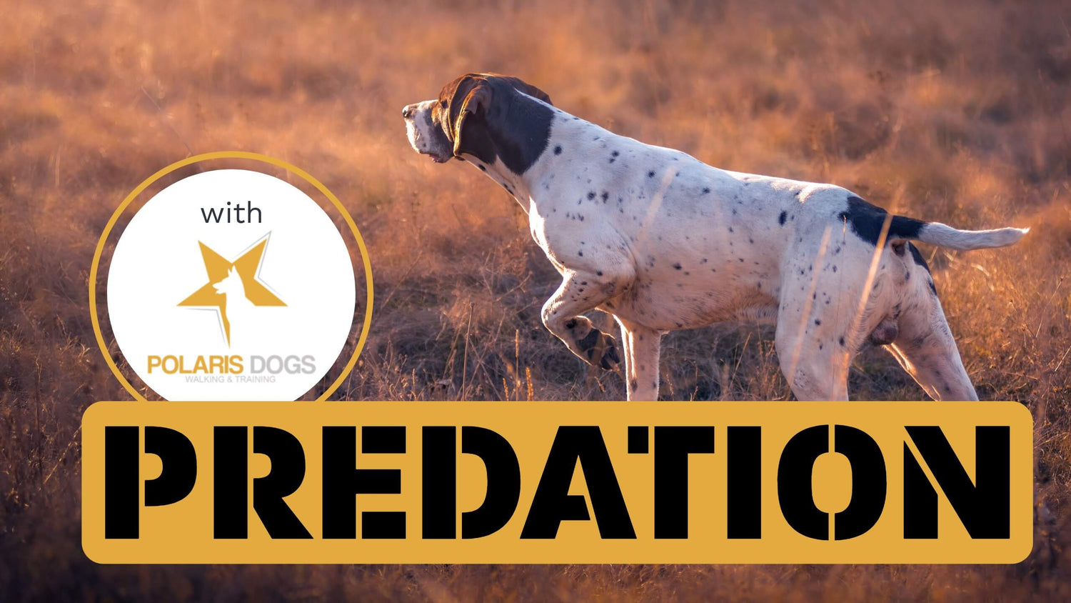 A hunting dog standing on dry gras starring into the distance and a box with text “Predation”