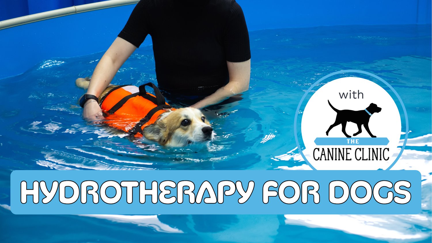 A dog in a pool with an orange harness supported by a human and a box with text “Hypnotherapie for dogs”