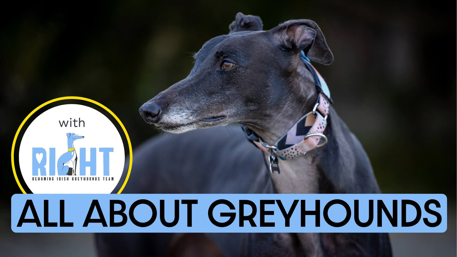 A black greyhound in front of a blurry background looking to the left and a box with text “All about greyhounds”