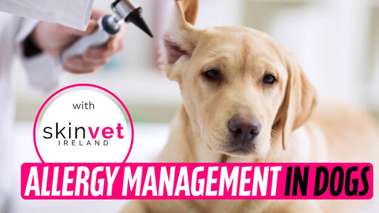 Allergy Management in Dogs