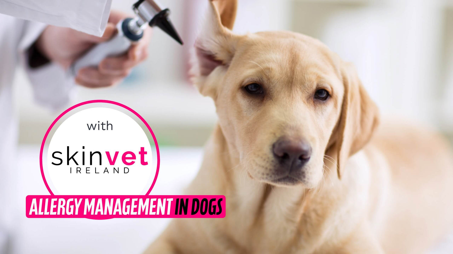 A Vet is looking into an ear of a dog using a medical instrument and a box with text “Allergy Management in Dogs”