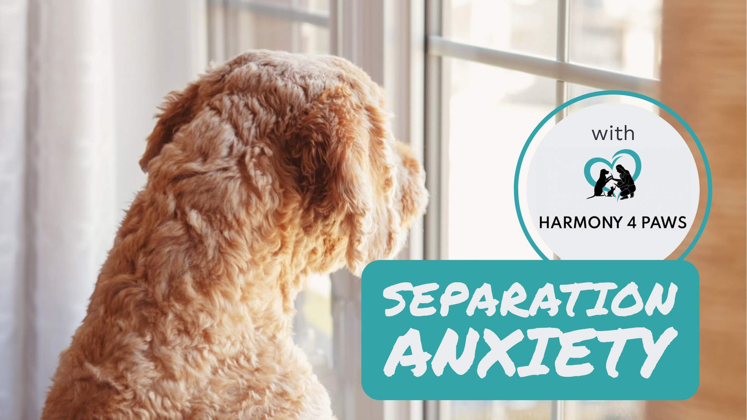A dogs from behind looking out of a window waiting for his human and a box with text “Separation Anxiety”