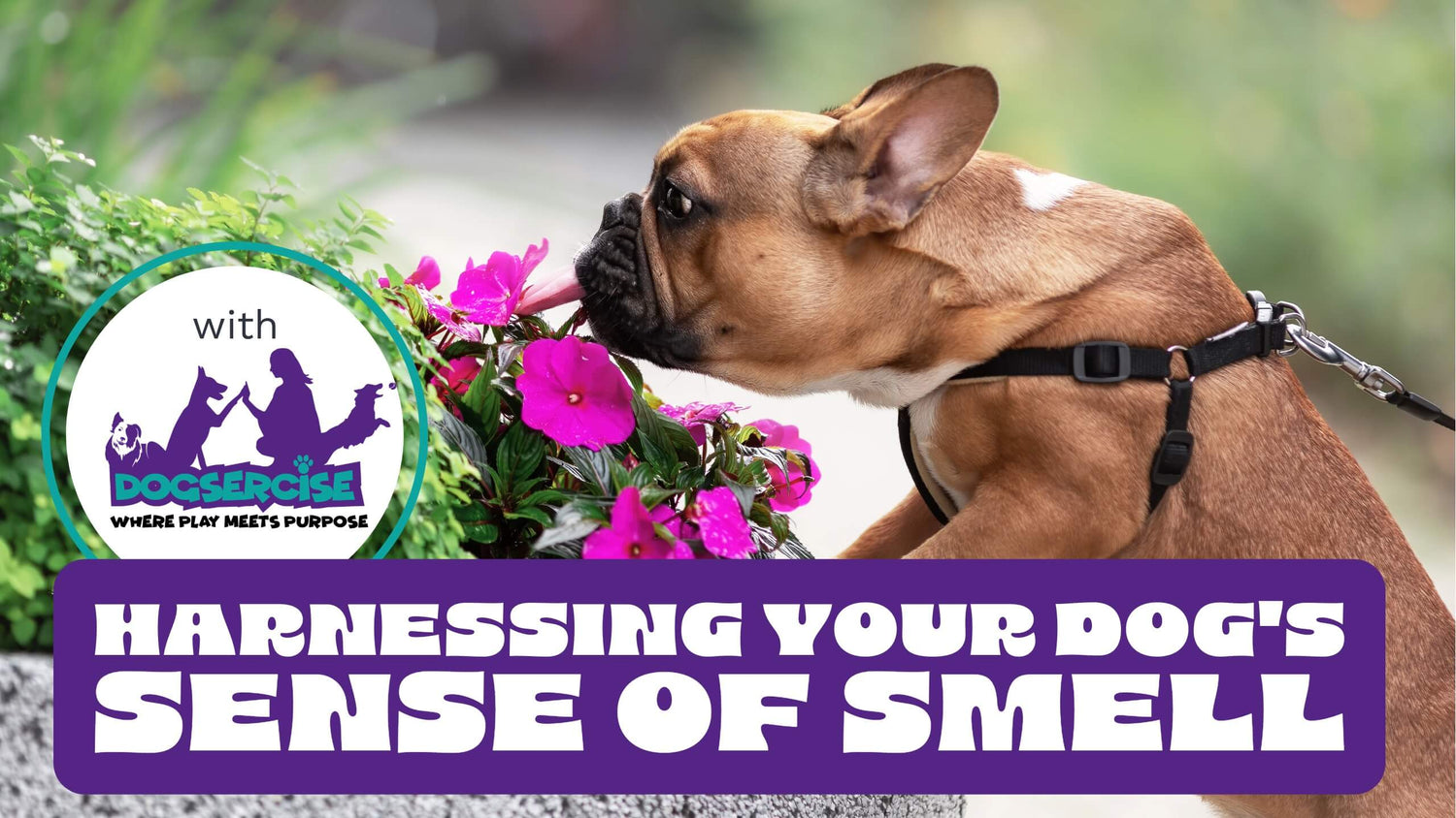 A French Bulldog stretching to smell a flower and a box with text “Harnessing your Dog's Sense of Smell”