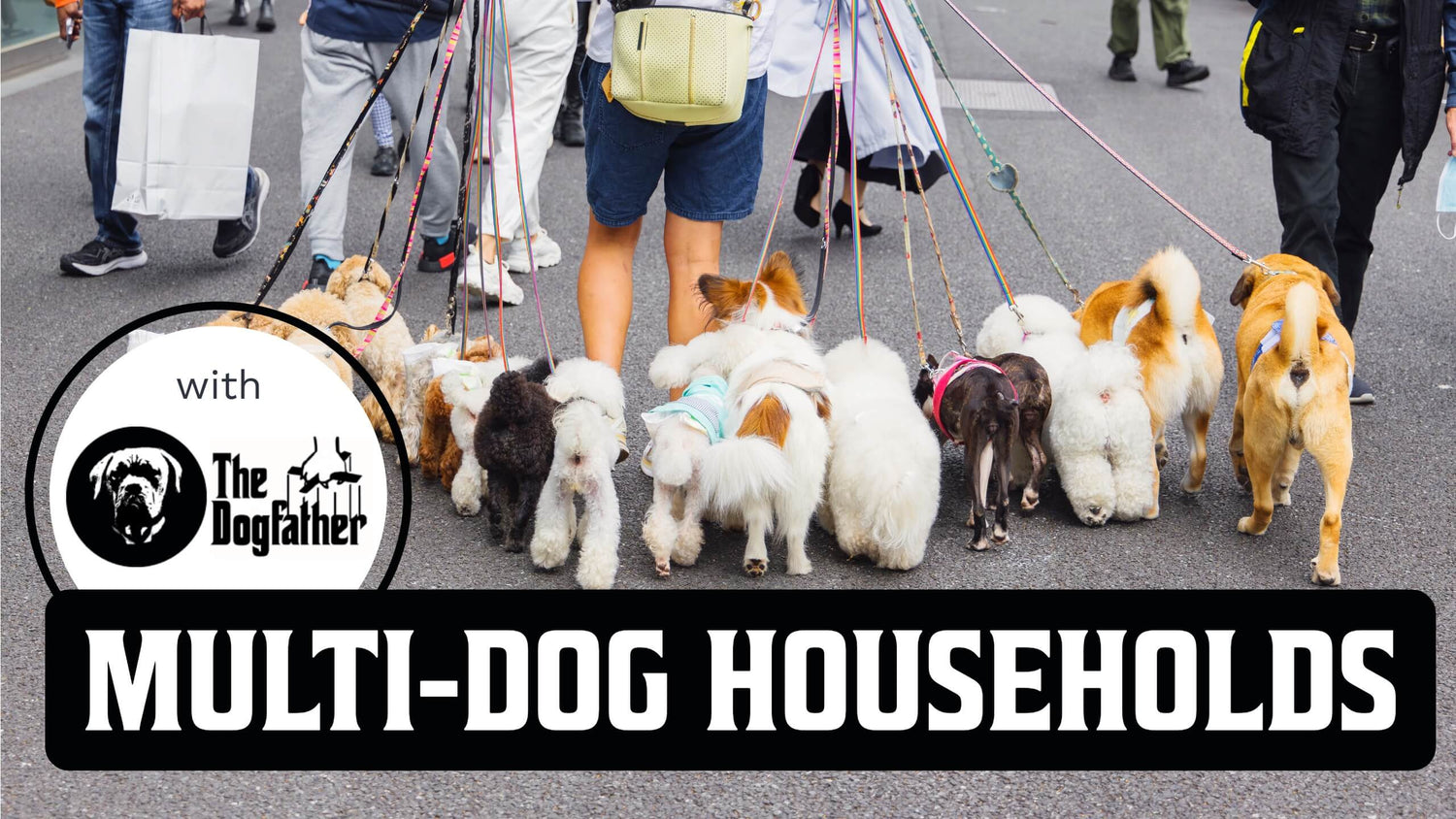 A person walking multiple dogs on leashes holding them in both hands and a box with text “Multi-Dog Households”
