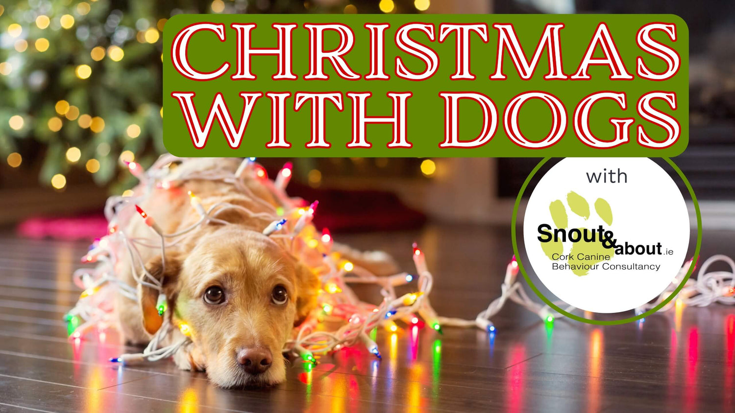 A dog tangled into colourful fairy lights and a box with text “Christmas with Dogs”