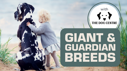 Giant & Guardian Breeds