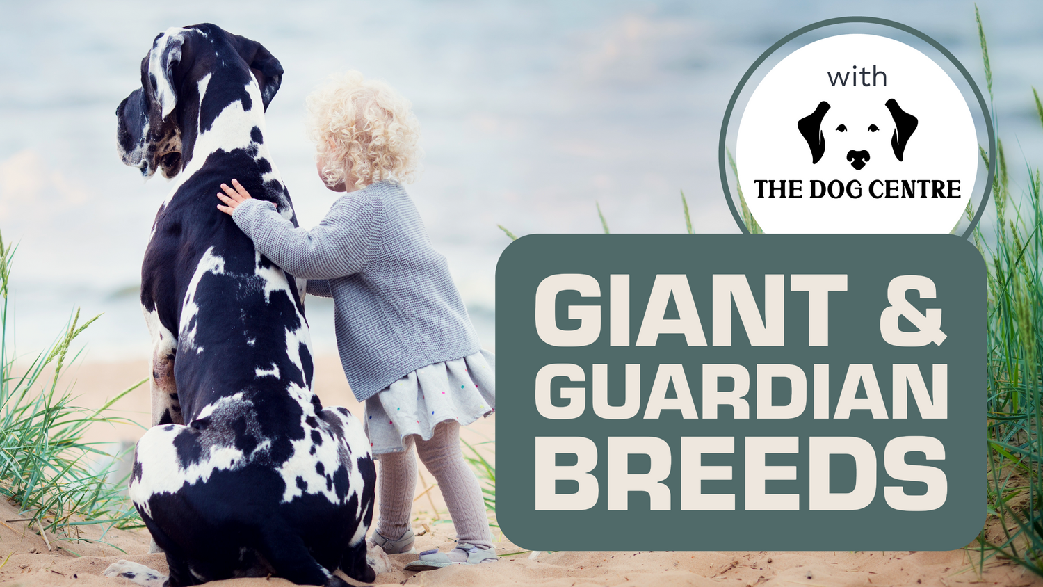 A Great Dane is sitting on a beach with a kid smaller then him hugging him and a box with text “Giant & Guardian Breeds”