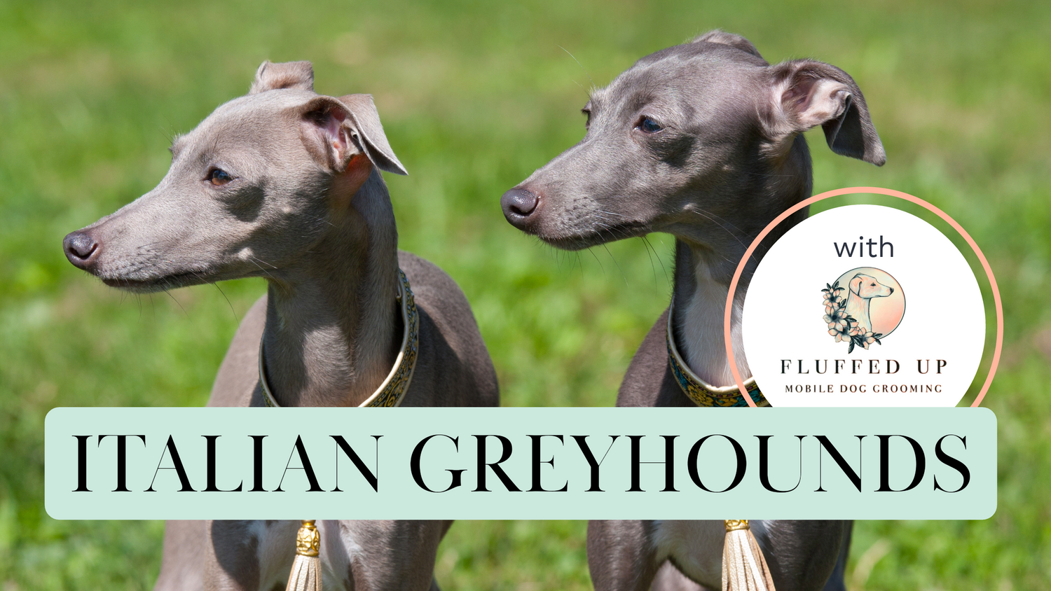 Two grey Italian Greyhounds with a blurry green background and a box with text “Italian Greyhounds”