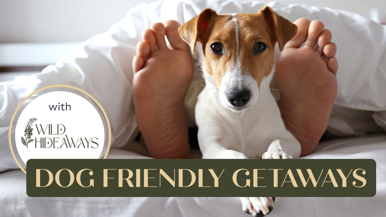 A dog lying in a bed under a blanket between a persons feet and a box with text “Dog Friendly Getaways”