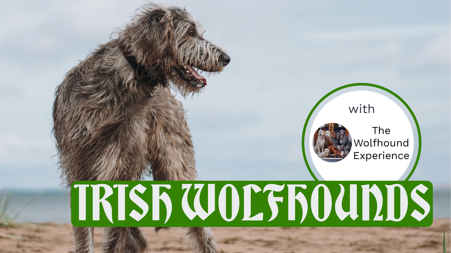 A grey Irish Wolfhound standing on a beach looking to the right and a box with text “Irish Wolfhounds”