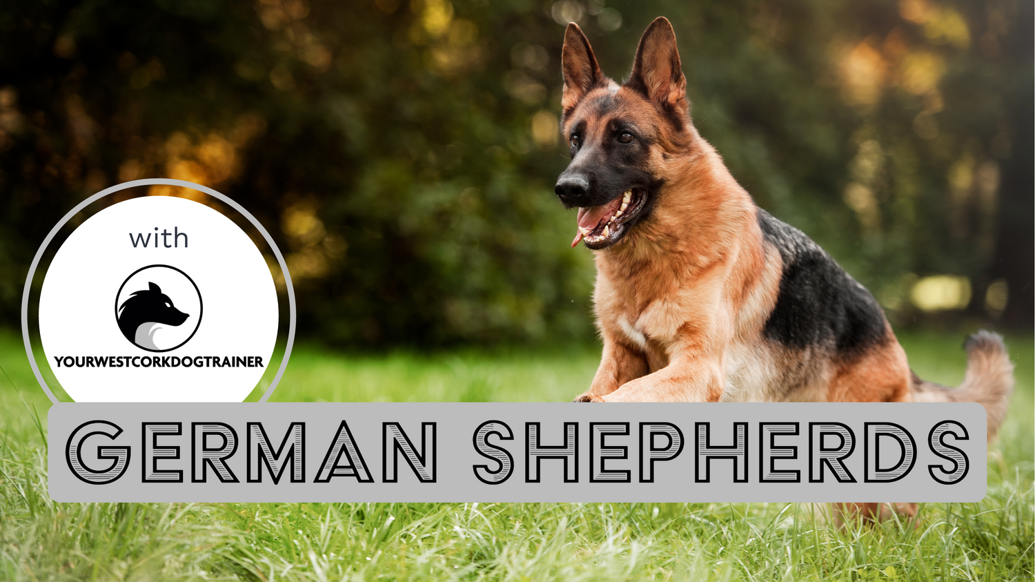 A German shepherd jumping through very high gras and a box with text “German Shepherds”