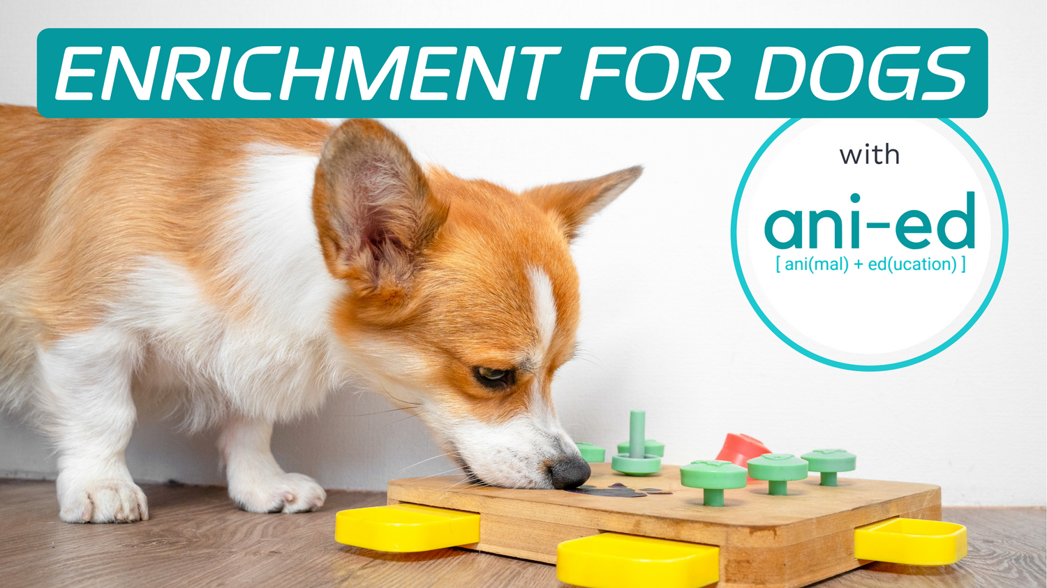 A dog eating treats out of a enrichment puzzle for dogs and a box with text “Enrichment for dogs”