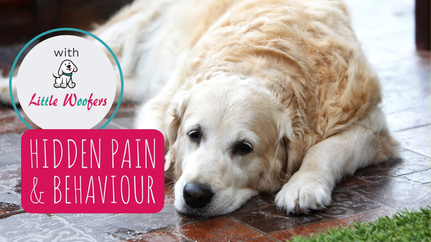 A dogs lying flat on the ground looking sad and a box with text “Hidden Pain & Behaviour”