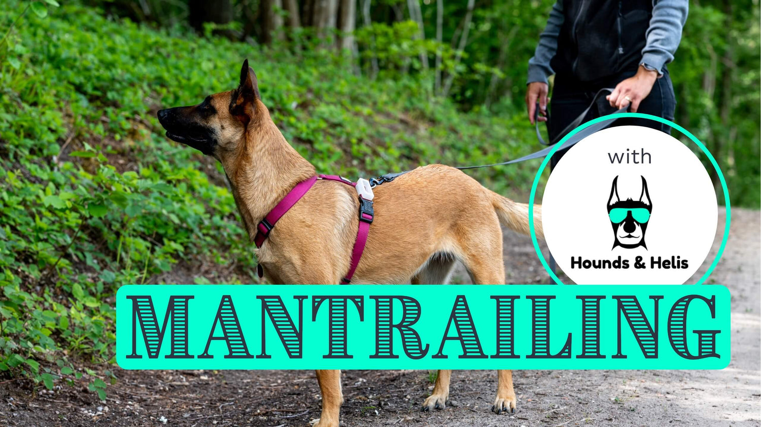 A person holding a Belgium Shepherd on a log leash in a wood and a box with text “Mantrailing”