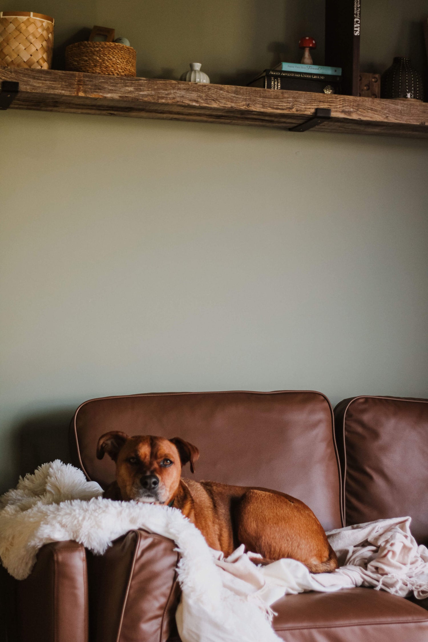 A dog lying on a brown leather sofa on some fluffy white blankets