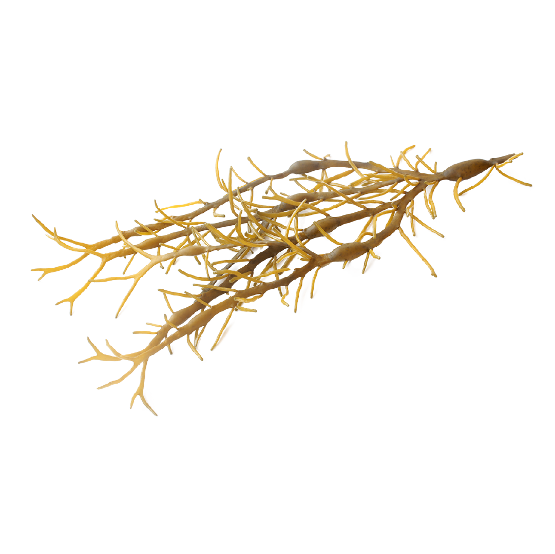 A branch of knotted wrack seaweed