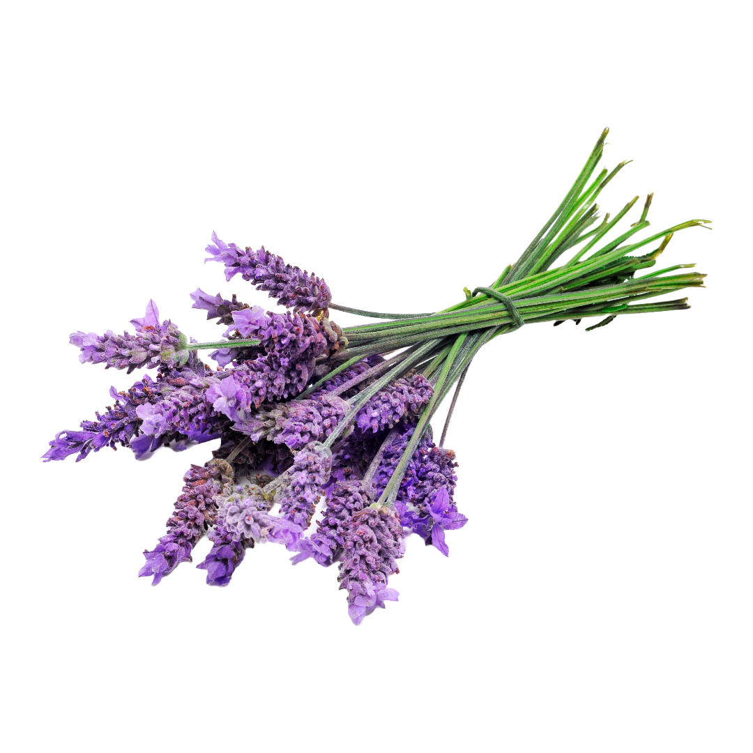 A bunch of purple lavender flowers with the stems bundled together